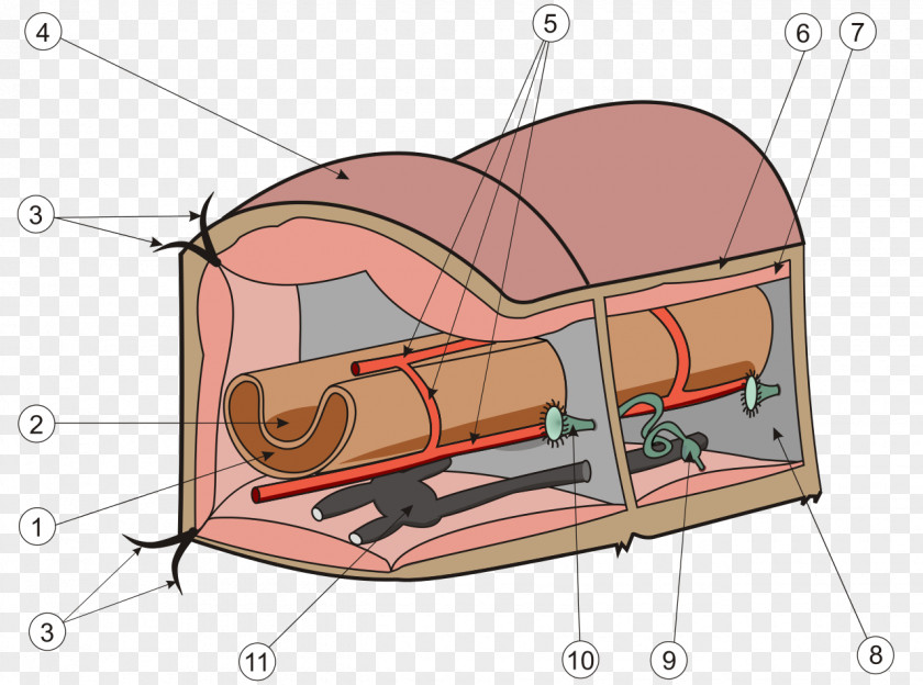 Anatomy Annelid Earthworm Oligochaeta Nephridium PNG