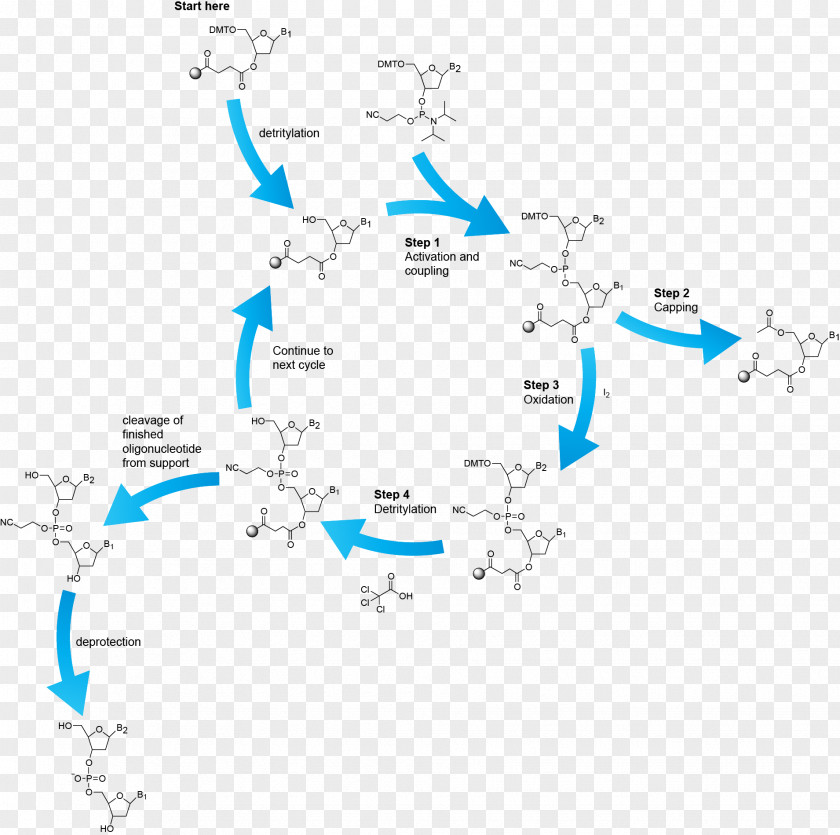Oligonucleotide Synthesis Phosphoramidite Chemical Peptide PNG