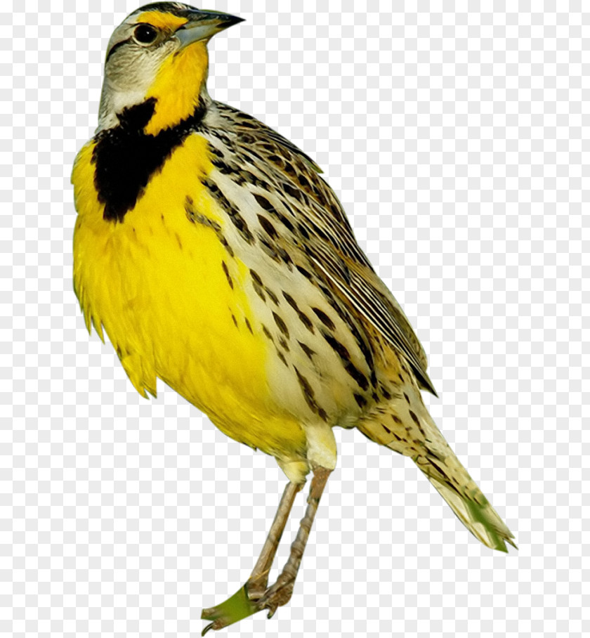 Bird Old World Oriole Eurasian Golden Animal PNG