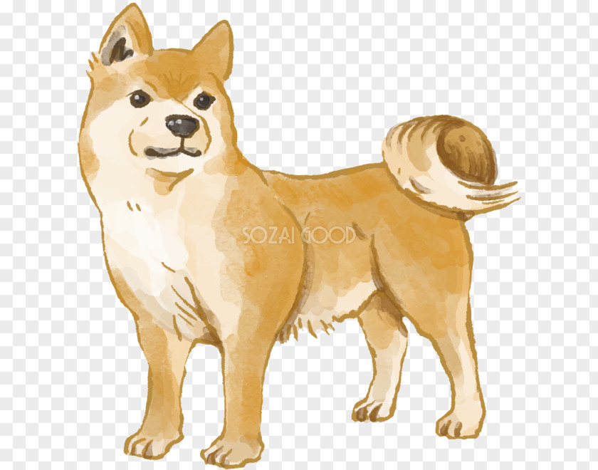 Dog Illust Ancient Breeds Finnish Spitz Shiba Inu Pomeranian PNG