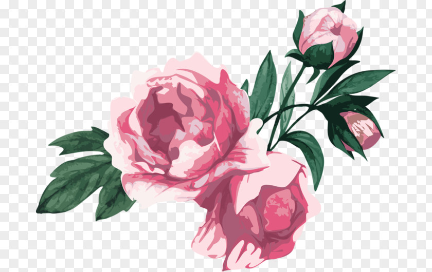 Flower Garden Roses Centifolia Floribunda Cut Flowers PNG