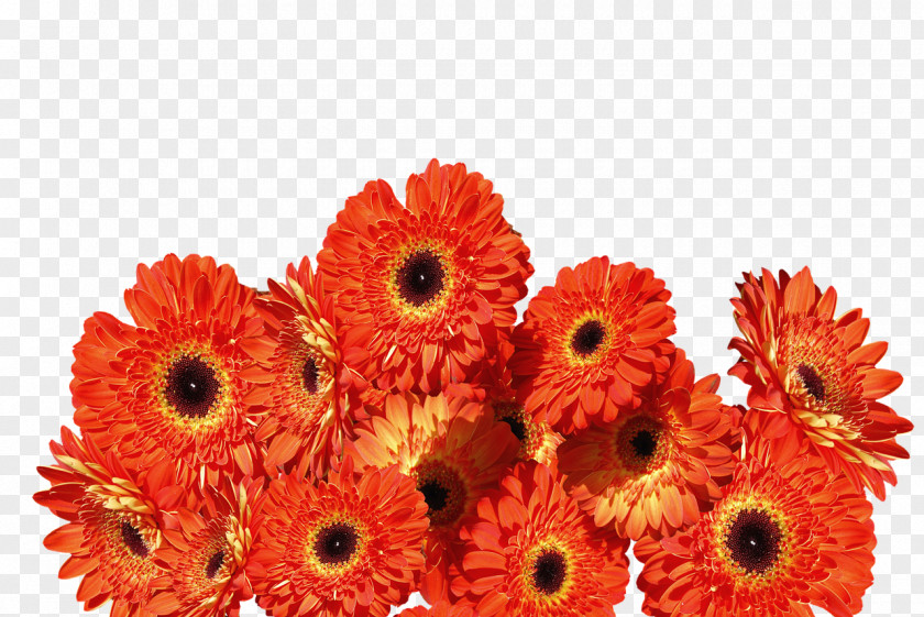 Gerbera Transvaal Daisy Cut Flowers Orange Floral Design PNG