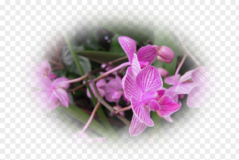 Pas De Deux Moth Orchids Pink M PNG