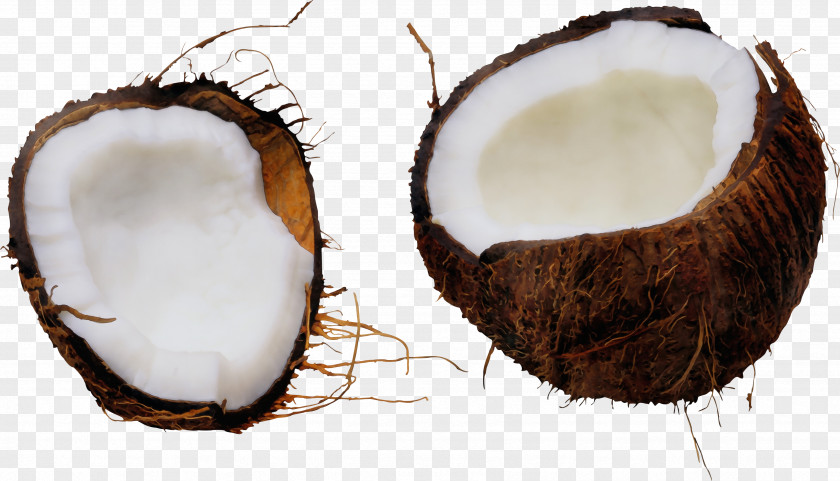 Plant Coconut Water PNG
