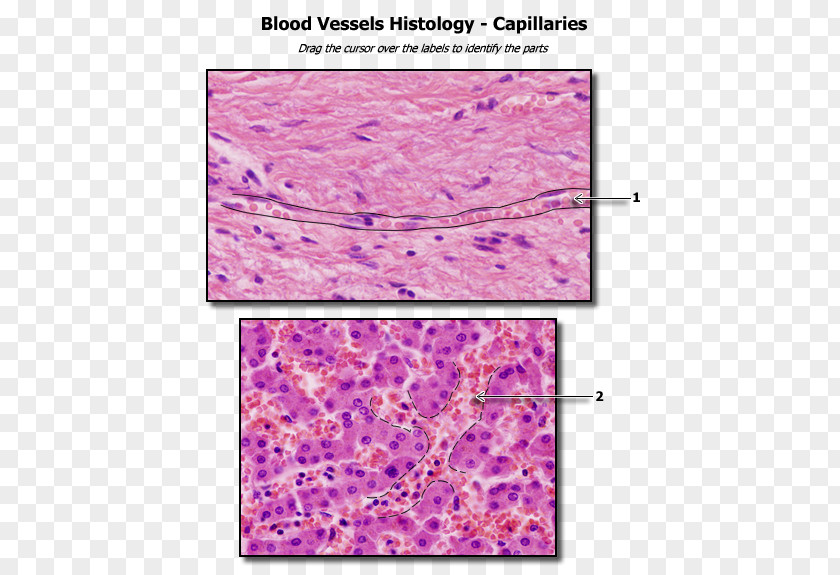 Biology Capillary Human Anatomy Blood Vessel Body PNG