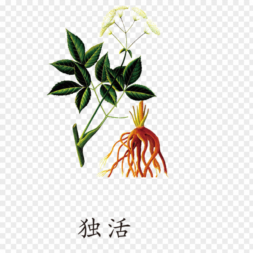 Chinese Angelica Female Ginseng Dahurica Archangelica Extract Traditional Medicine PNG