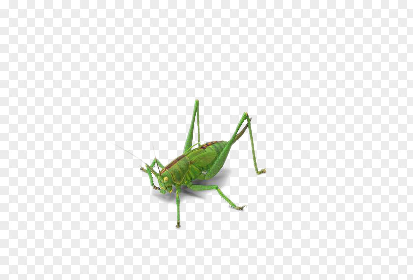 Green Insect Grasshopper Locust PNG
