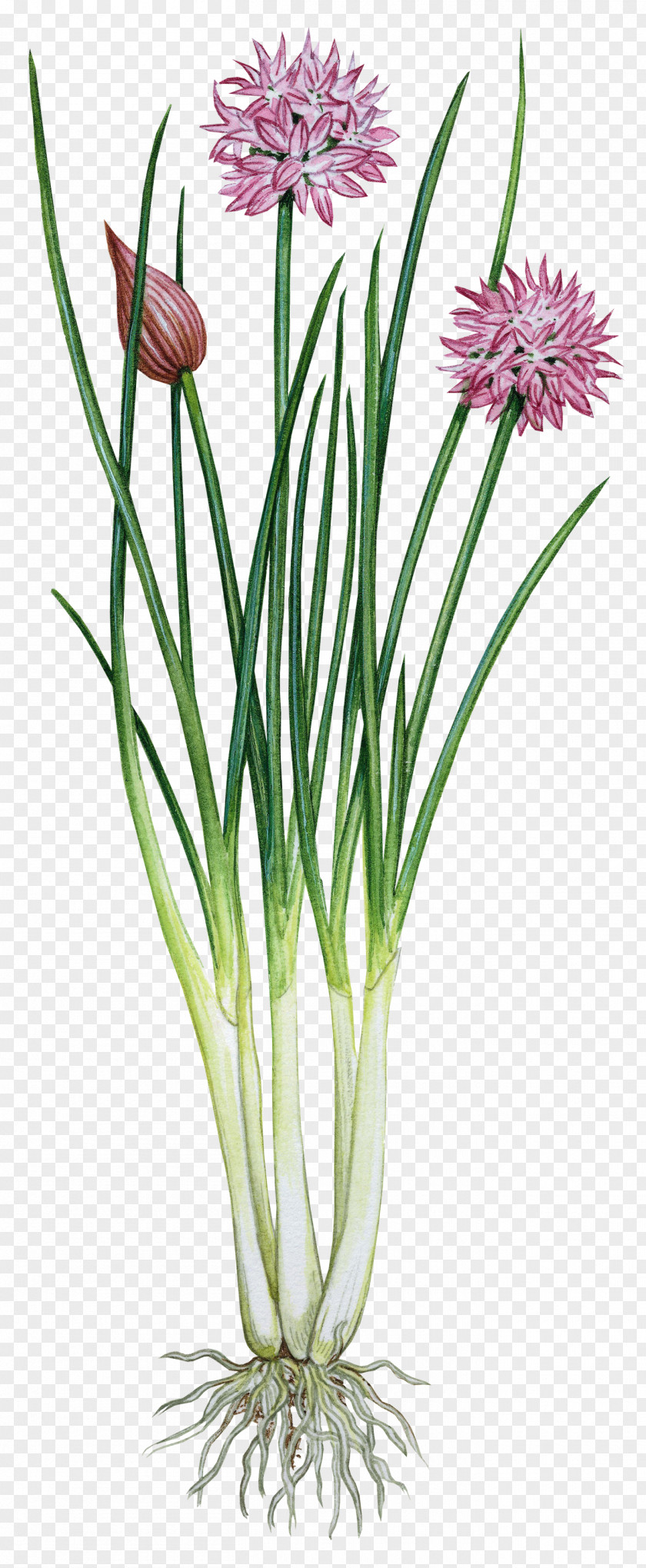 Herbs Garlic Chives Onion Herb PNG