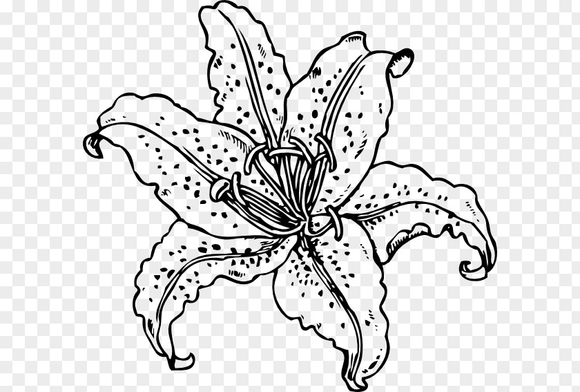 Lilies Vector Tiger Lily Coloring Book Drawing Clip Art PNG
