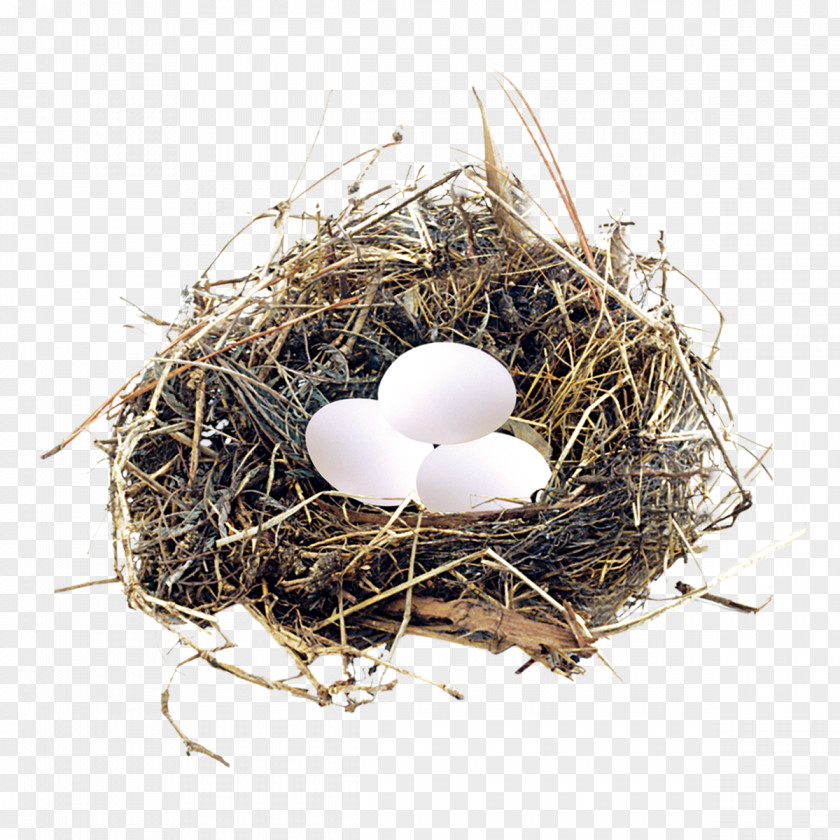Physical Egg Farm Chicken PNG