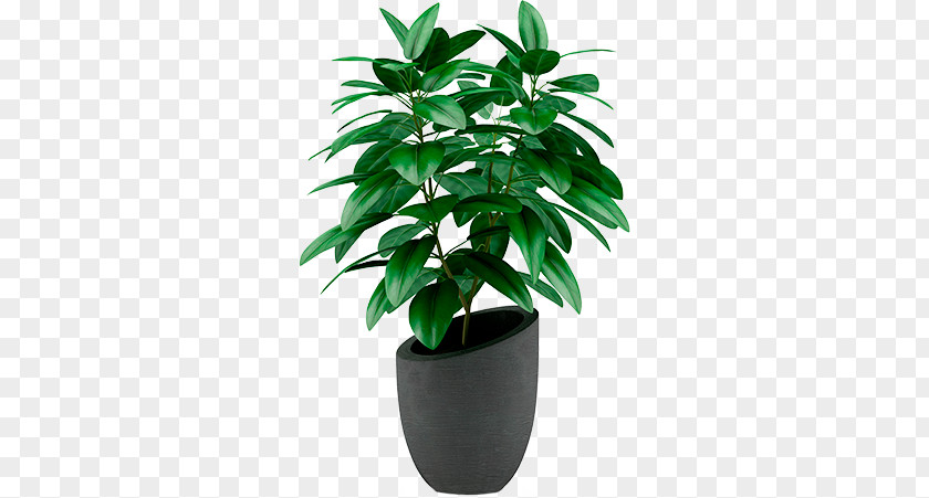 Plant Houseplant Flowerpot Stock Photography PNG