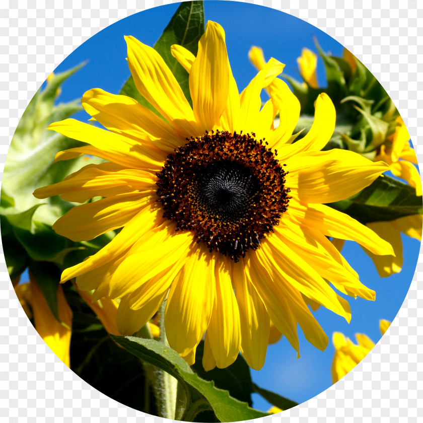Autobiography Of A Sunflower Merchant Common Seed Oil Lecithin PNG