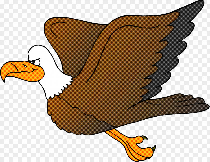 Bird Cartoon Eagle Beak Golden PNG