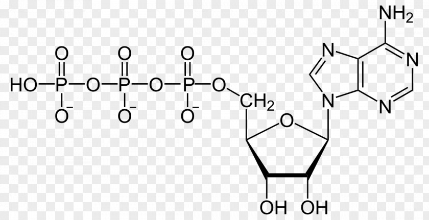 Energy Adenosine Triphosphate Biology Diphosphate High-energy Phosphate Monophosphate PNG