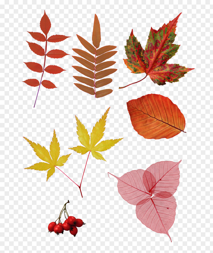 Fall Autumn Clip Art Image Computer File PNG