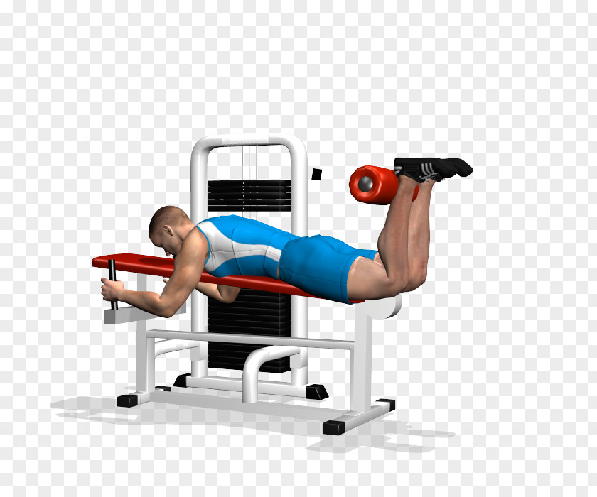 Leg Curl Weight Training Biceps Femoris Muscle Squat Bodybuilding PNG curl training femoris muscle Bodybuilding, Extension clipart PNG