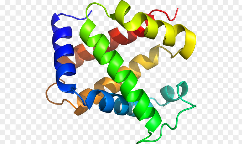 Line Organism Myoglobin Clip Art PNG