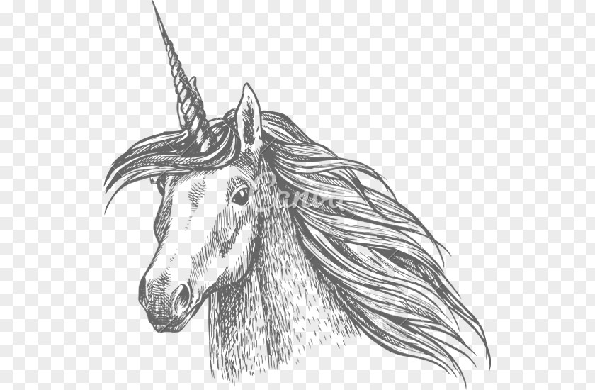 Unicorn Head Horse Sketch PNG