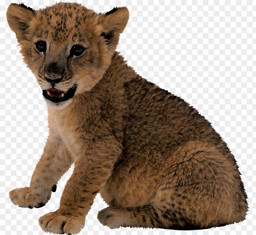Leones Lion Cougar Clip Art PNG