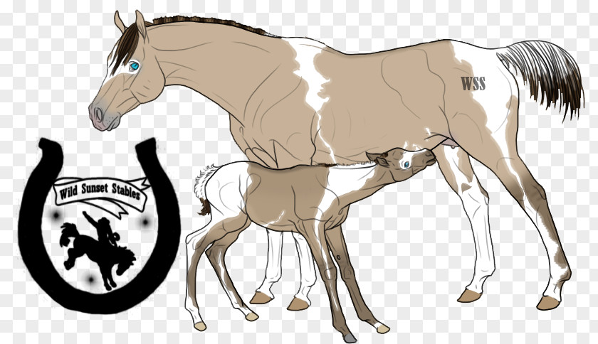 Mother And Boy Mustang Foal Stallion Colt Mare PNG