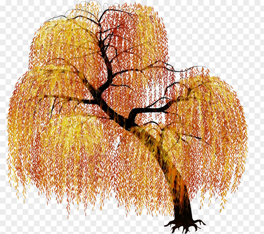 Plant Tree PNG