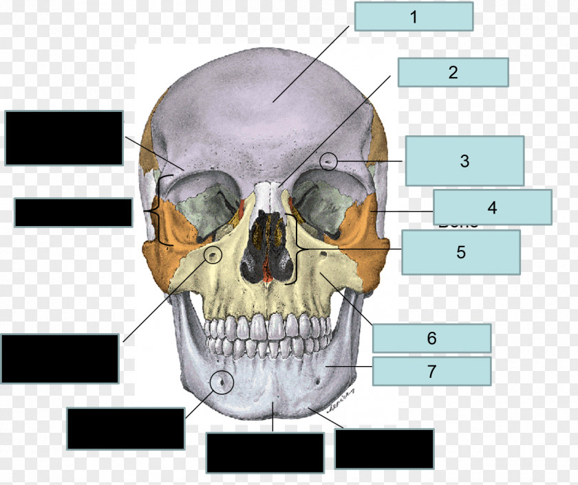 Skull Frontal Bone Sphenoid Human Maxilla PNG