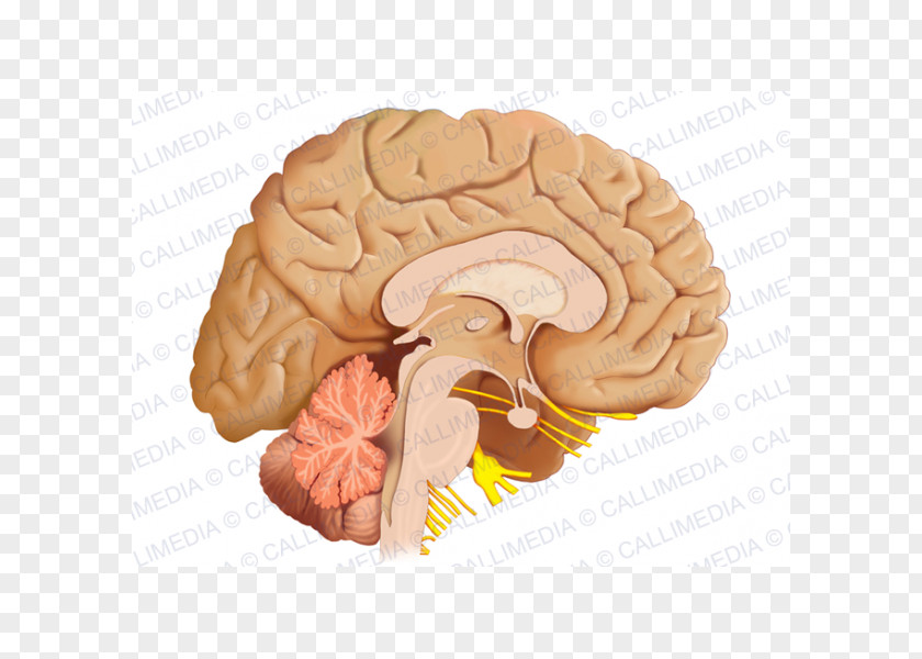 Brain Human Sagittal Plane Anatomy Nervous System PNG