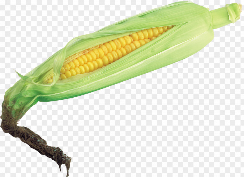 Corn Image On The Cob Maize Vegetable Husk PNG