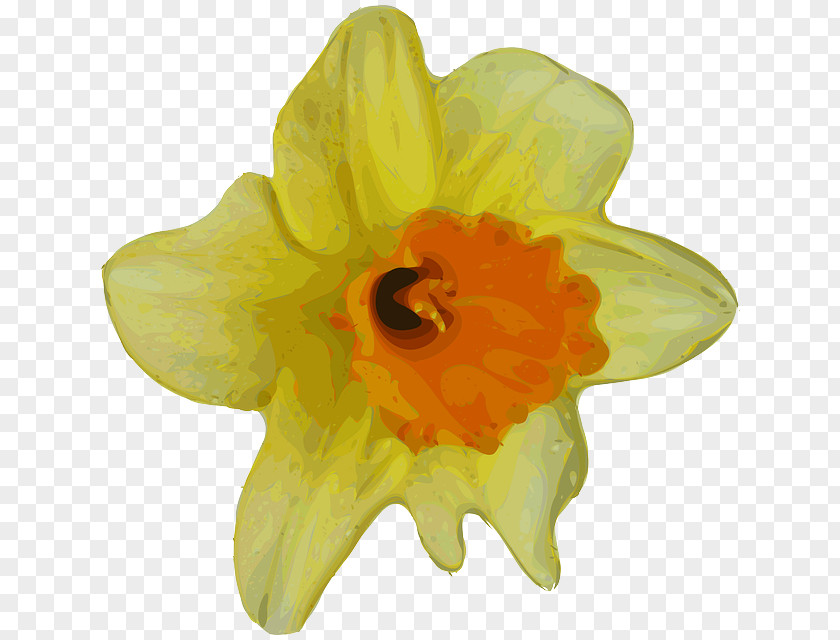 Flower Daffodil Buttercup Clip Art PNG