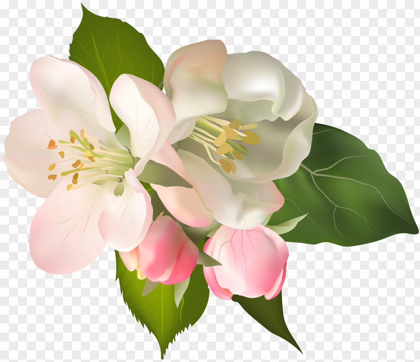Blossom Spring Fower Clip Art Image Floral Design Wisgoon Flower PNG