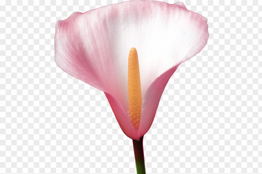 Callalily Flower Petal Rosaceae Tulip Plant Stem PNG