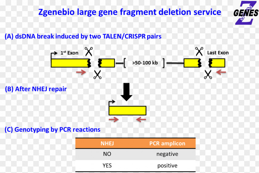 Total Nonstop Deletion Gene Knockout Web Page Transcription Activator-like Effector Nuclease PNG