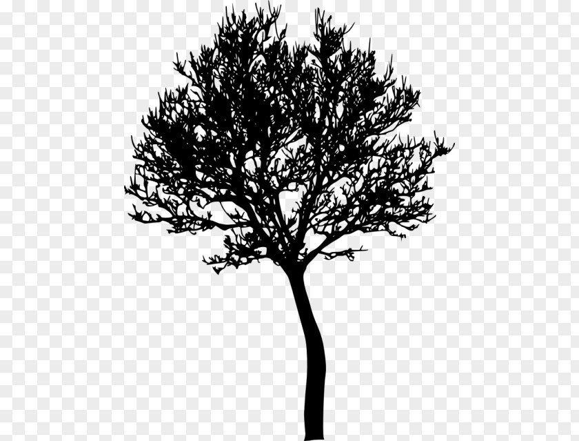 Tree Photography PNG