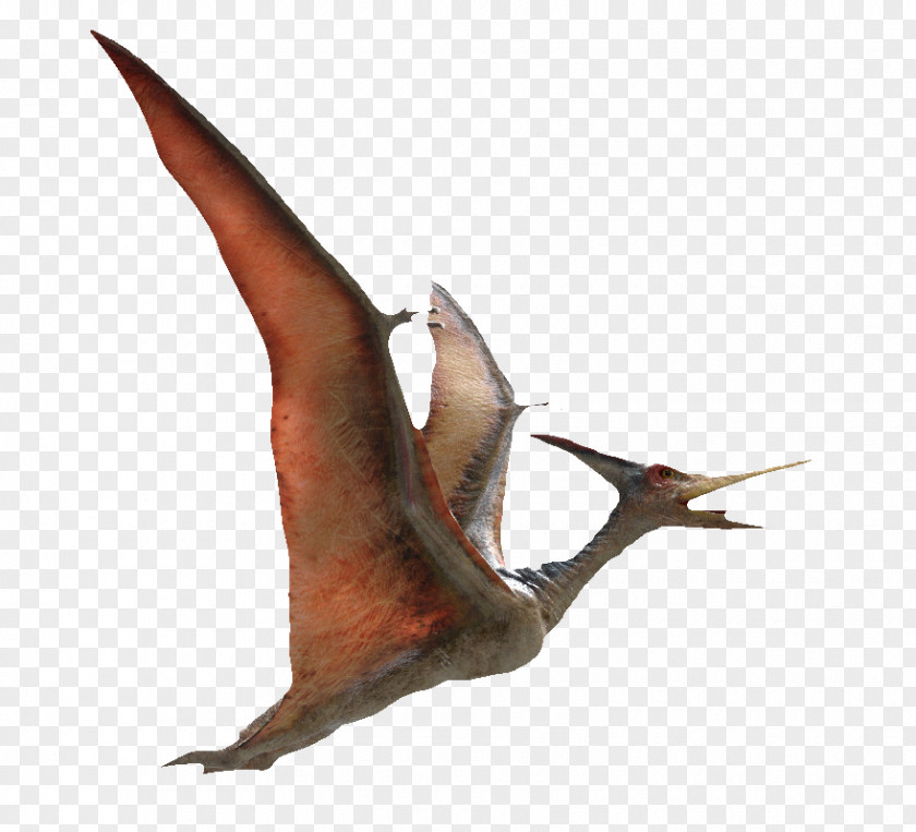Flying Pterosaurs Pteranodon Pterodactyls Flight 3D Computer Graphics PNG
