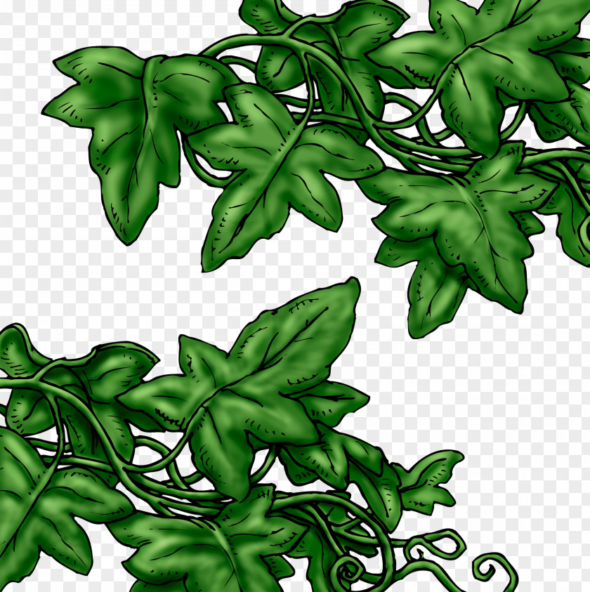 Leaf Branch Ivy Image PNG