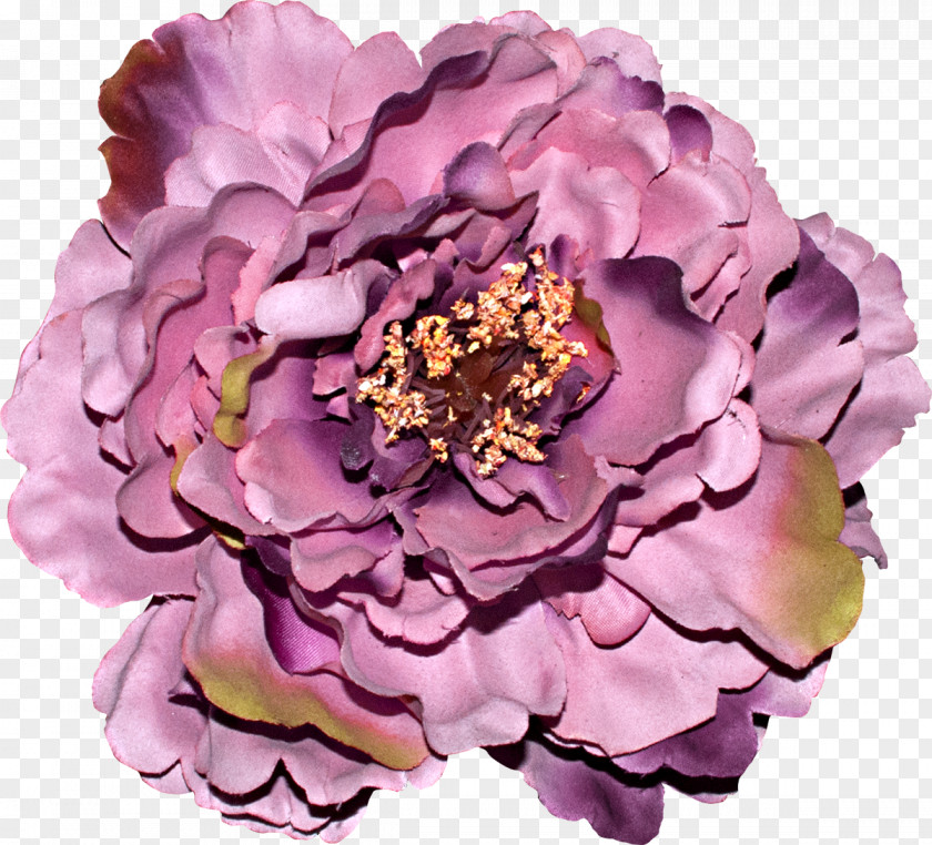 Lilac Cut Flowers Centifolia Roses Rosaceae Petal PNG