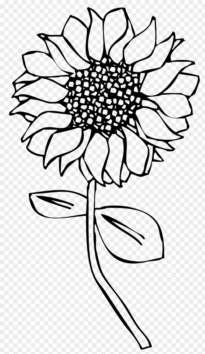 Sunflower Line Art Drawing Common PNG