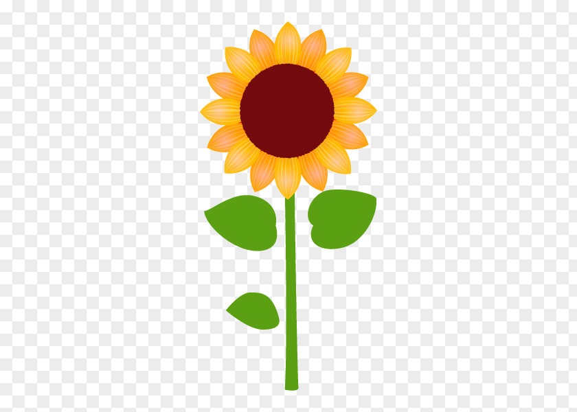 Common Sunflower Illustration Vector Graphics Royalty-free Drawing PNG