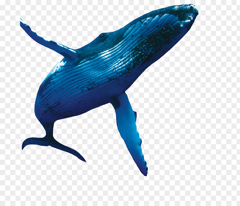 Dolphin Cobalt Blue Marine Biology PNG