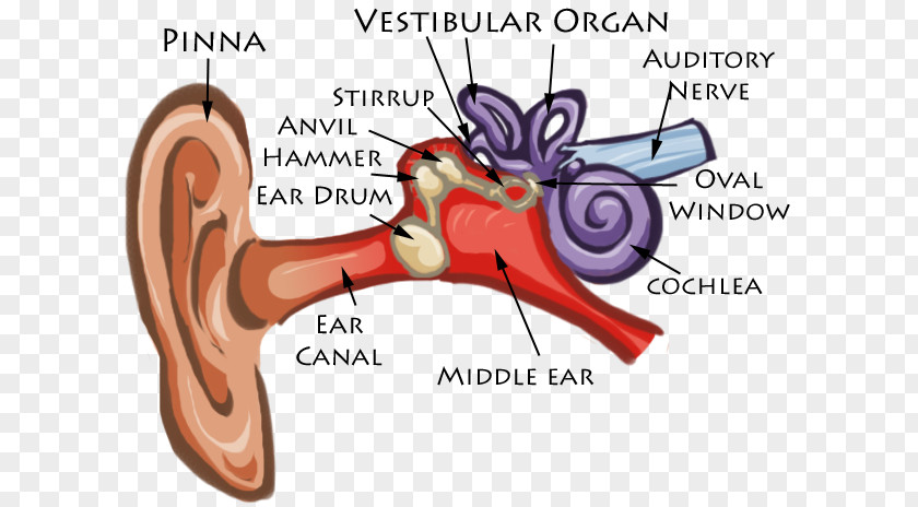 Ear Human Anatomy Diagram Cochlea Eardrum PNG