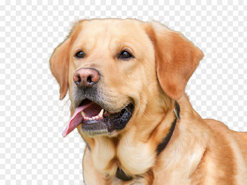 Free Dog Zero Dollars Labrador Retriever Puppy Golden Flat-Coated Chesapeake Bay PNG
