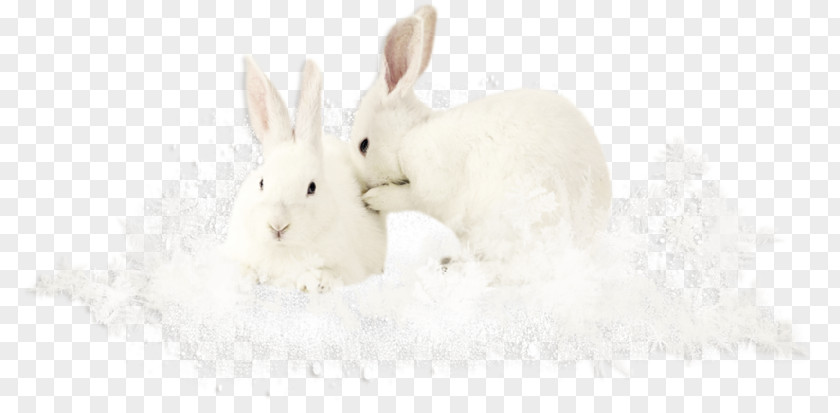 Two White Rabbits Domestic Rabbit Easter Bunny Hare Tail Snout PNG