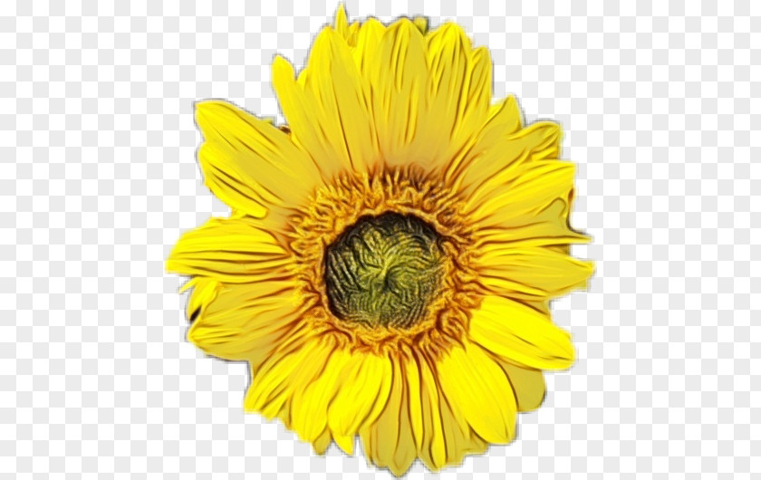 Barberton Daisy Cut Flowers Sunflower PNG