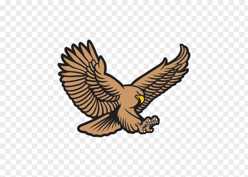 Eagle Bald Hawk Royalty-free PNG