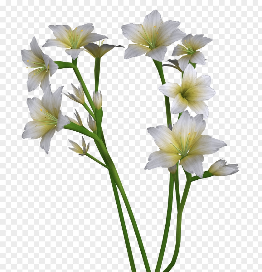 Easter Lily Cut Flowers Plant Stem Petal Flowering PNG