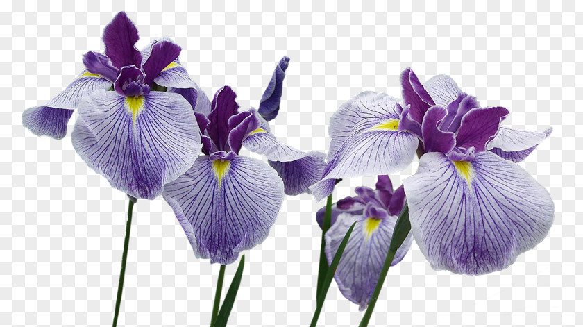 Iris Northern Blue Flag Flower Orris Root Clip Art PNG