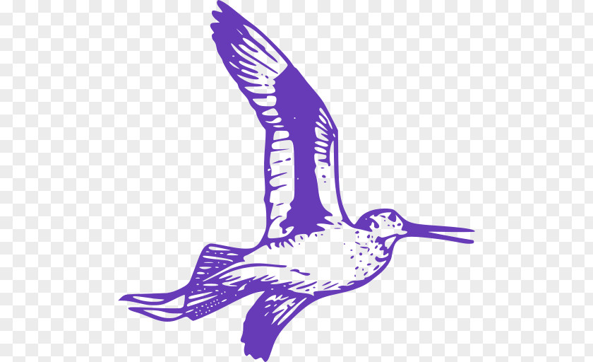Tern Water Bird Wing PNG