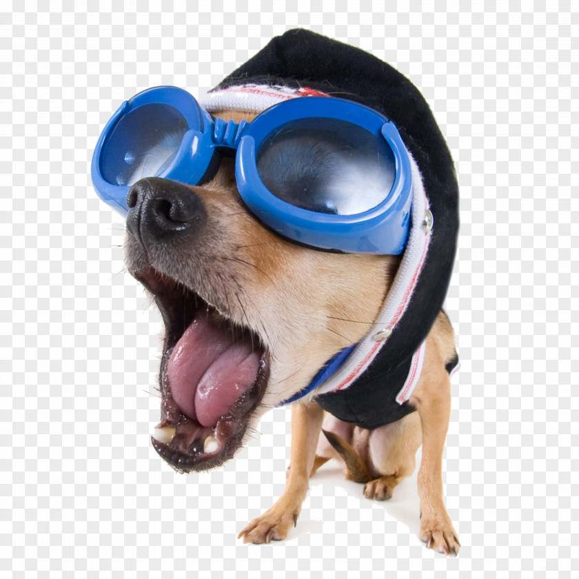 Vector Glasses Dog Funny Animal Stock.xchng High-definition Video PNG