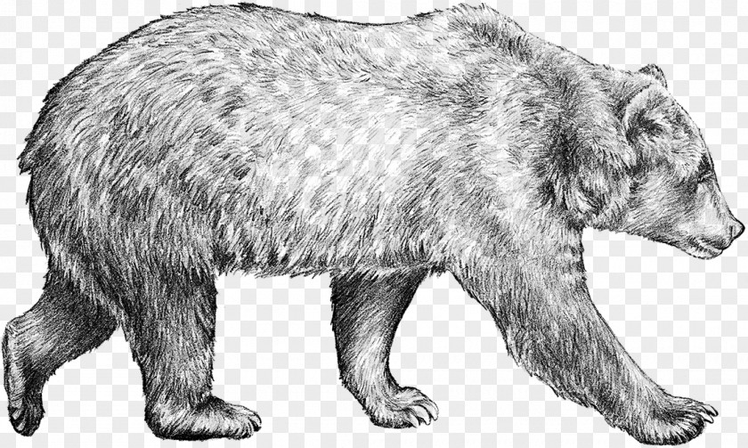 Bear Brown Drawing Grizzly Sketch PNG