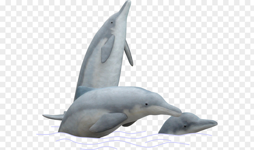 Dolphin Spinner Striped Common Bottlenose Tucuxi Short-beaked PNG
